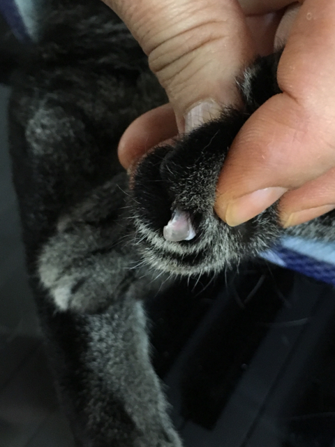 生爪が剥がれたネコ エンジョイライフ ネコライフ